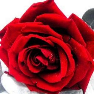 Meet your Posher, Rose